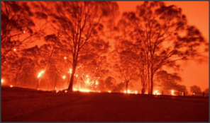 Australian bushfires – “What can we do?”