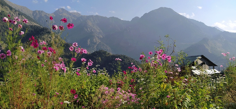 Gajoli 1