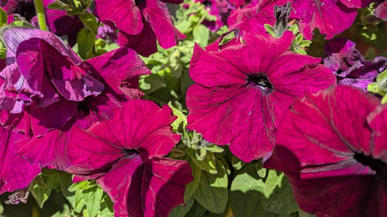 petunia