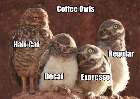 coffee owls